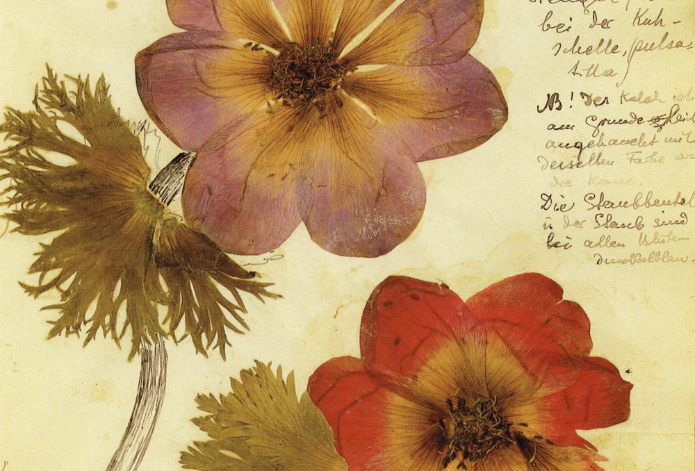 Kraus and Benjamin on Luxemburg